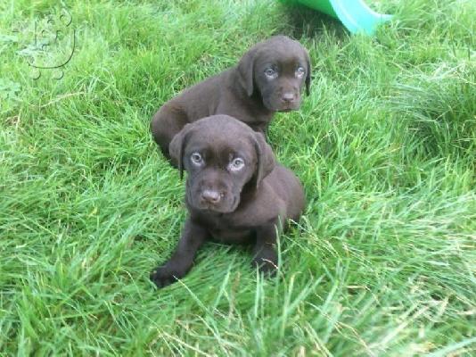 PoulaTo: Labrador retriever